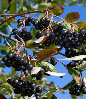 Aronia melanocarpa 'Hugin' 150 cm kmeň